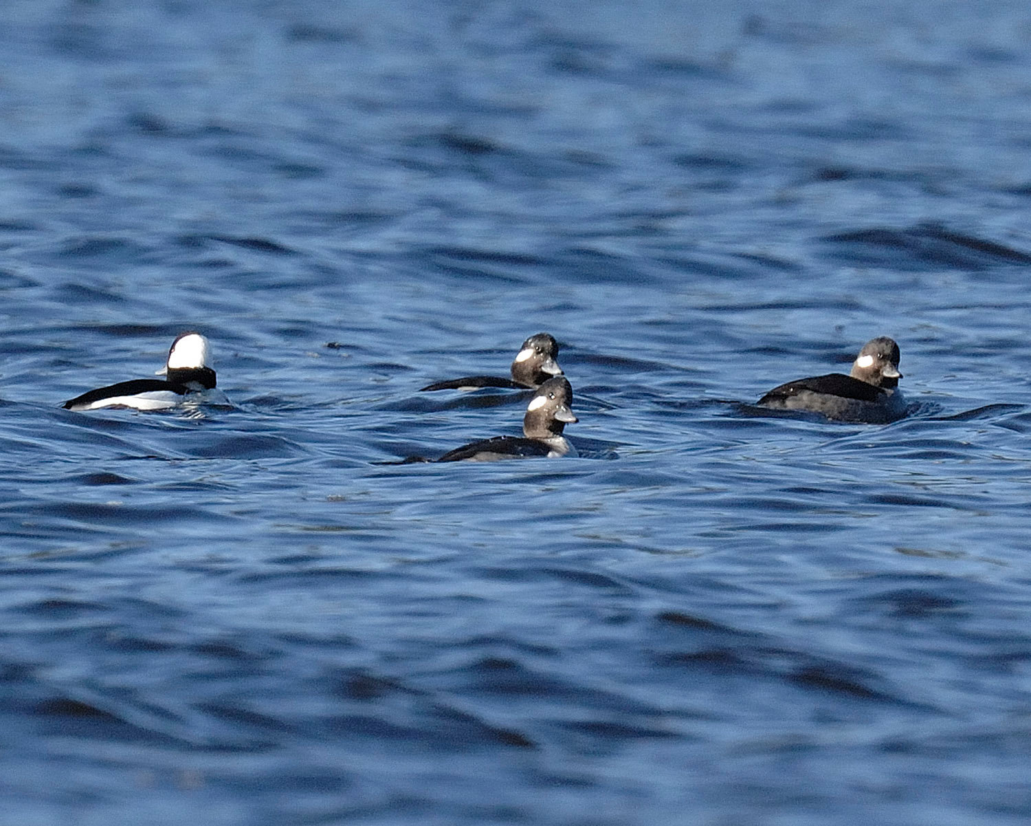 This diamond formation of buffleheads shows three female buffleheads in the front and a male bufflehead to the left in trail. The females have a small patch of white behind each eye and a small patch of off-white on the breast; they are not nearly as differentiated in coloring as the males, and the females are harder to spot on the water at a distance. ..When looking for buffleheads, keep an eye out for flying birds. Look for glints of black and white just above the water or tree line; The birds are likely making a small move to another part of the lake and won’t be very high off the water.